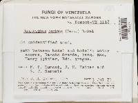 Neodasyscypha cerina image