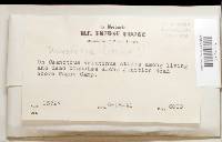 Neodasyscypha cerina image