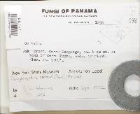 Neodasyscypha cerina image