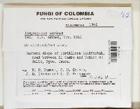 Neodasyscypha cerina image