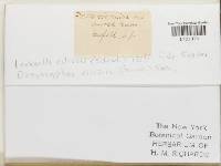 Incrucipulum ciliare image