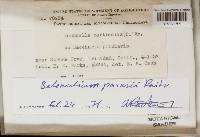 Lachnum corticale image