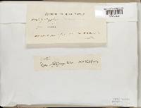 Thumbnail image of current specimen