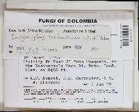 Thumbnail image of current specimen