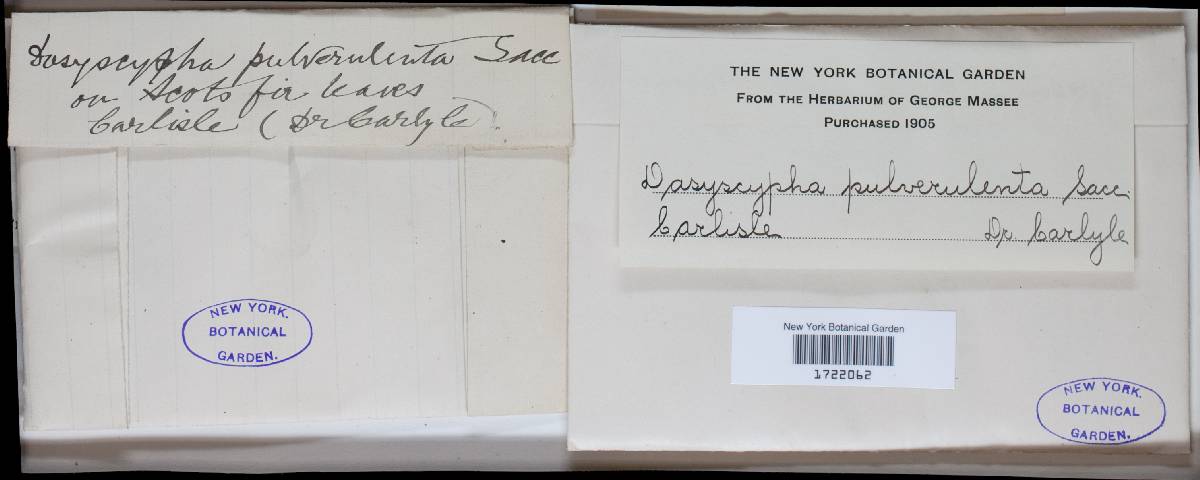 Lachnum pulverulentum image