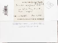 Antrodia variiformis image