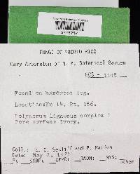 Thumbnail image of current specimen