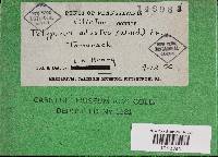 Bjerkandera adusta image