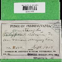 Bjerkandera adusta image