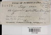 Bjerkandera adusta image