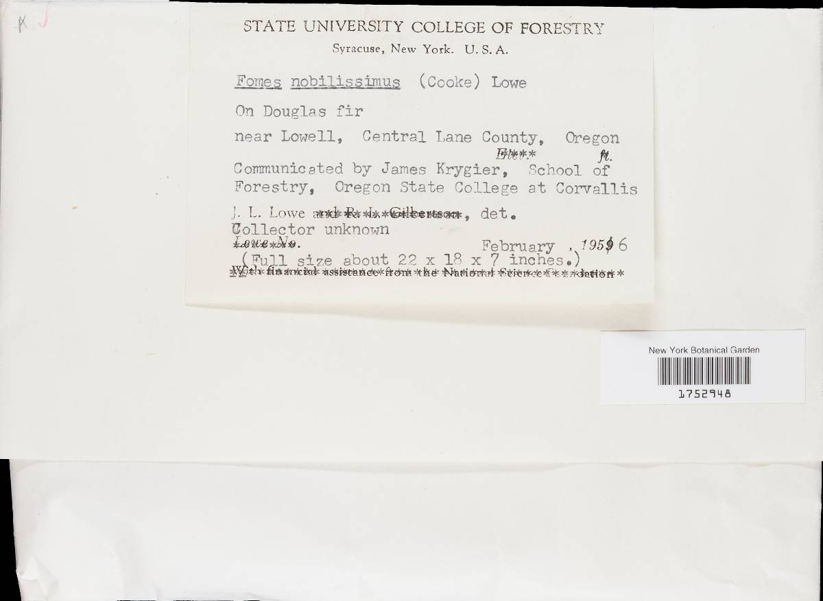 Bridgeoporus nobilissimus image