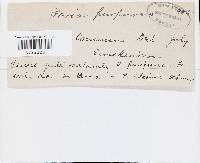 Ceriporia purpurea image