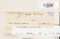 Tyromyces chioneus image