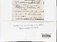 Tyromyces chioneus image