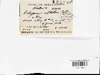 Tyromyces chioneus image