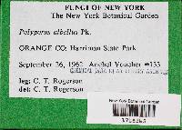 Tyromyces chioneus image