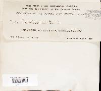 Trichaptum sector image