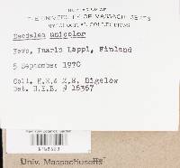 Cerrena unicolor image