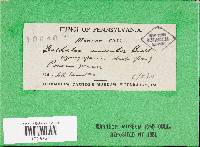 Cerrena unicolor image