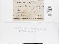 Cerrena unicolor image