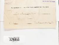 Trichaptum sector image