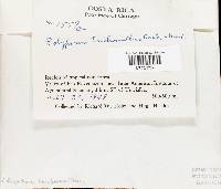 Thumbnail image of current specimen