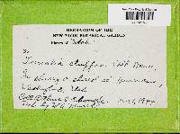 Coriolopsis gallica image