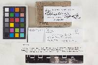 Collybia incrustata image