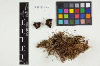 Collybia incrustata image