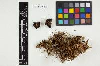 Collybia incrustata image