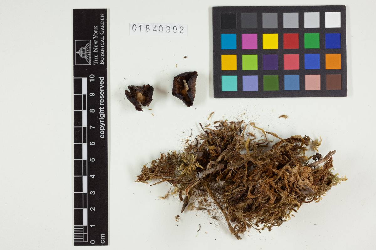 Collybia incrustata image