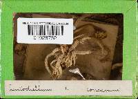 Thumbnail image of current specimen