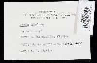 Lentinus crinitus image