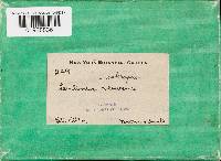 Lentinus scleropus image