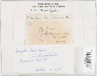 Serpula himantioides image