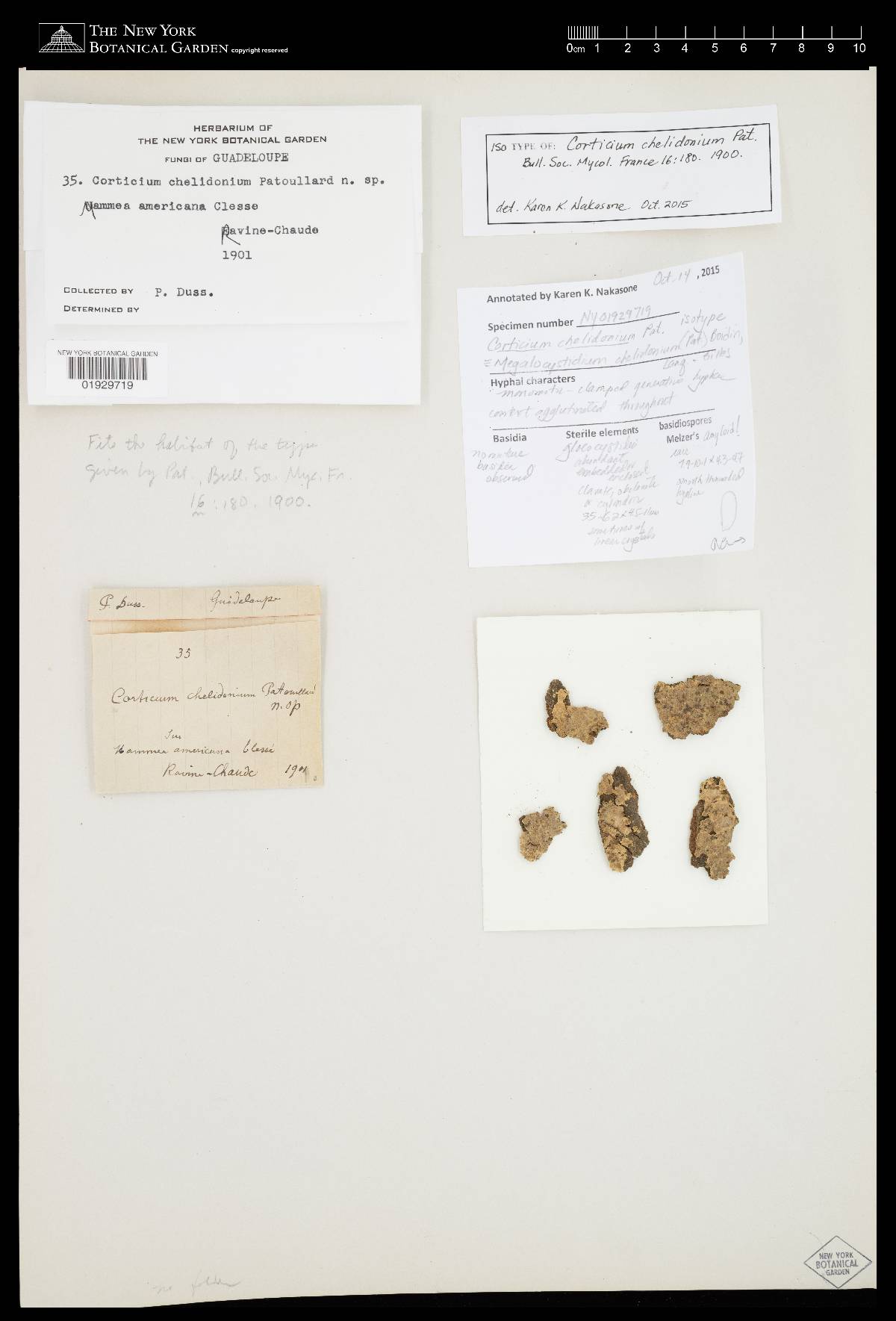 Megalocystidium image