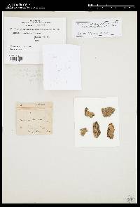 Media resource of Megalocystidium chelidonium