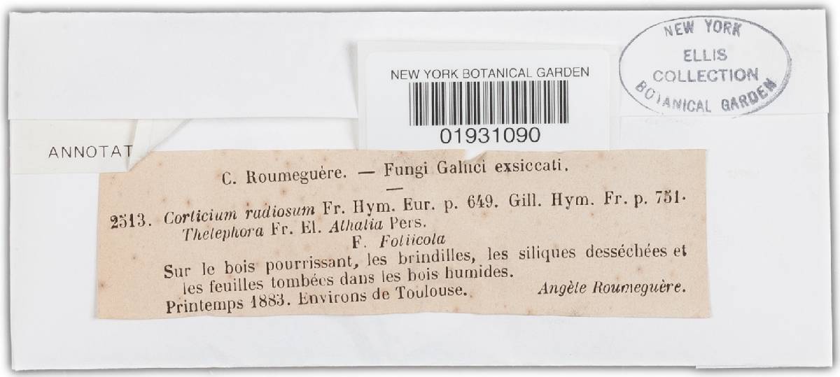 Corticium radiosum image