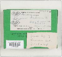 Gloeoporus dichrous image