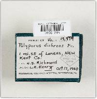 Gloeoporus dichrous image