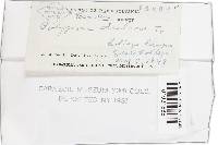 Gloeoporus dichrous image