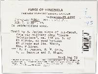 Grammothele fuligo image