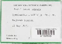 Cortinarius armillatus image