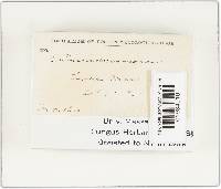 Cortinarius cinnamomeus image