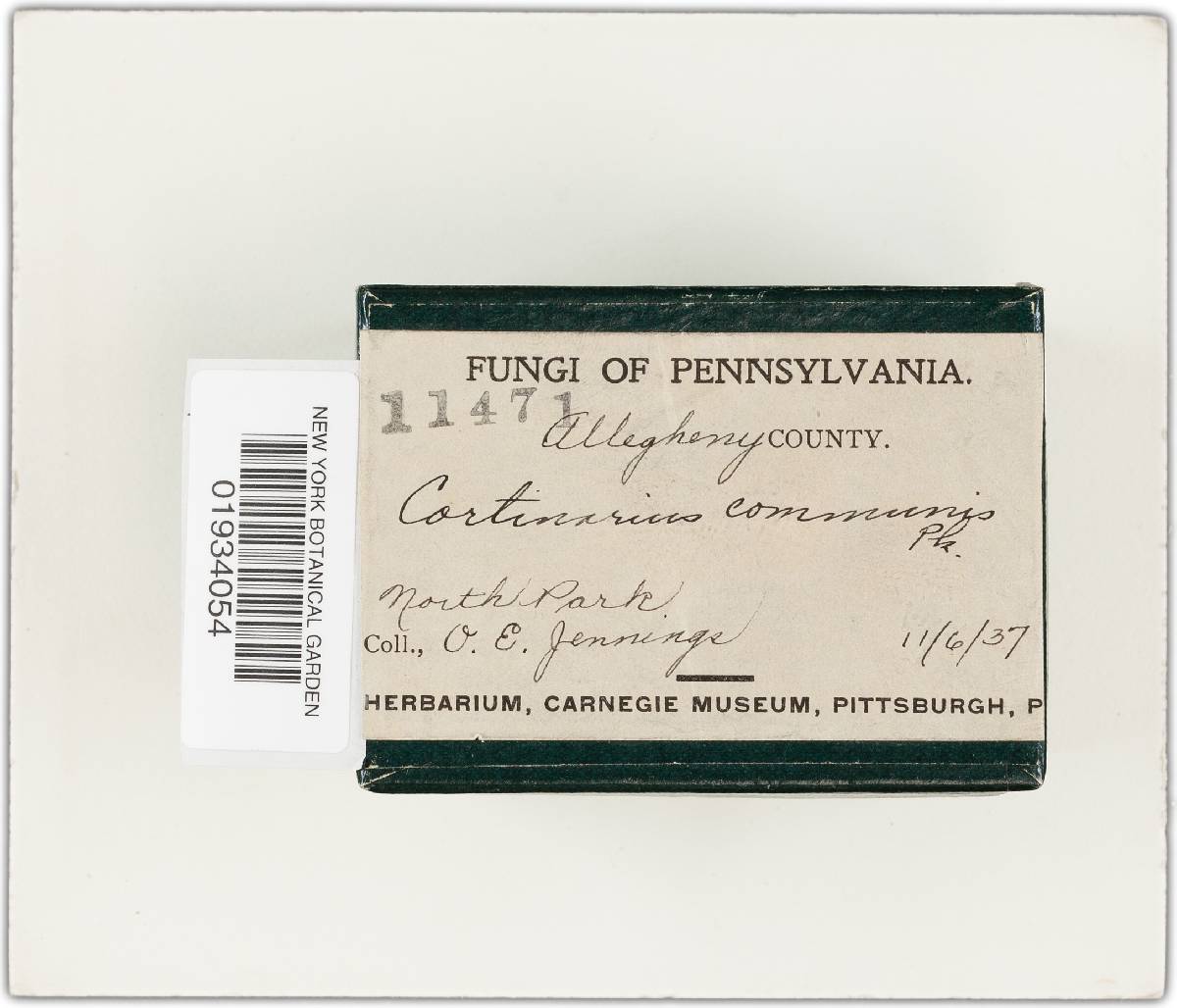 Cortinarius communis image