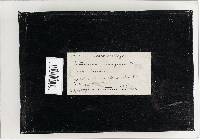 Cortinarius corrugatus image