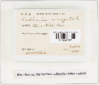 Cortinarius corrugatus image