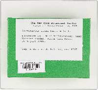 Cortinarius iodes image