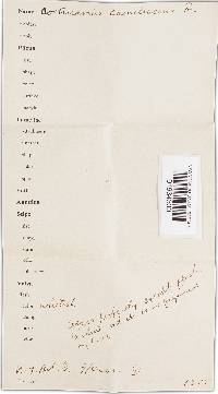 Cortinarius obliquus image