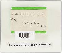 Cortinarius semisanguineus image